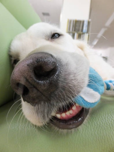 「ベイリー関所」でおもちゃをくわえて、ぼへぇー。幸せそう