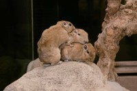 重なり合う3匹のグンディ（提供：足立区生物園さん）