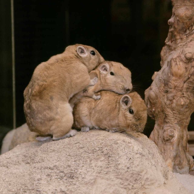 重なり合う3匹のグンディ（提供：足立区生物園さん）