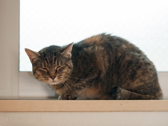 「ペペは眠いの」（小林写函撮影）