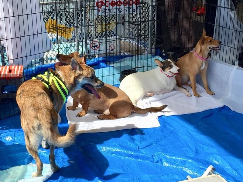 第一回目のィケアの譲渡会　ワンちゃんも参加　（ねこかつ　提供）