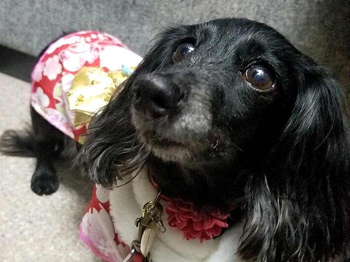 着物姿もばっちりでしょ