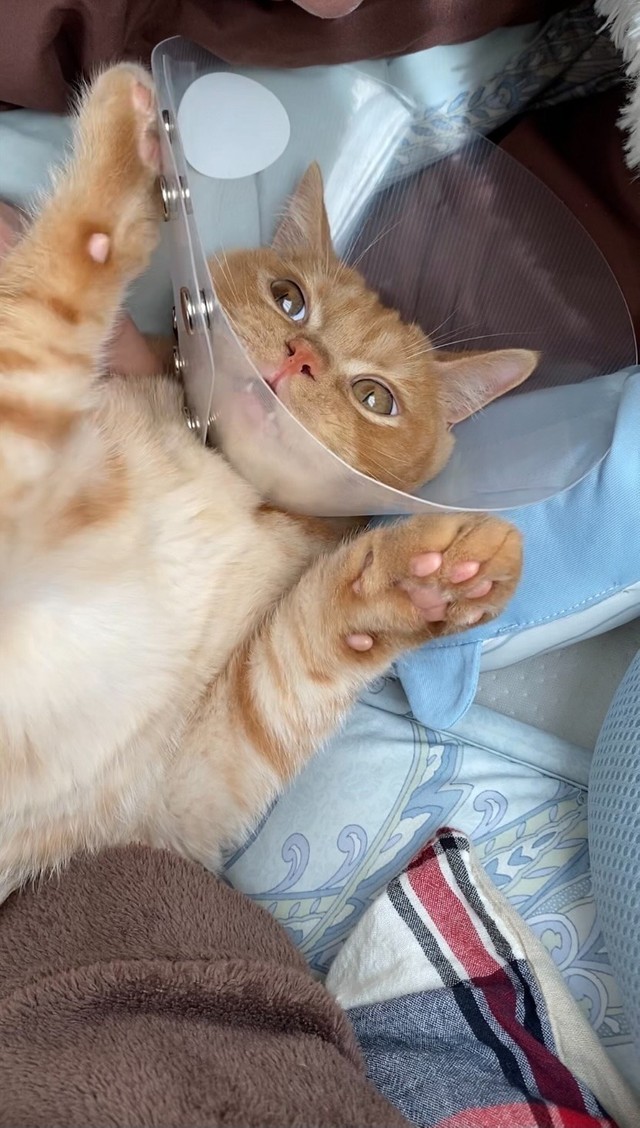 ニャンだこれは！？外してー！（提供）