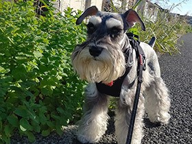 秋晴れに誘われてお散歩　立派なおひげのミニシュナ「ビアド」