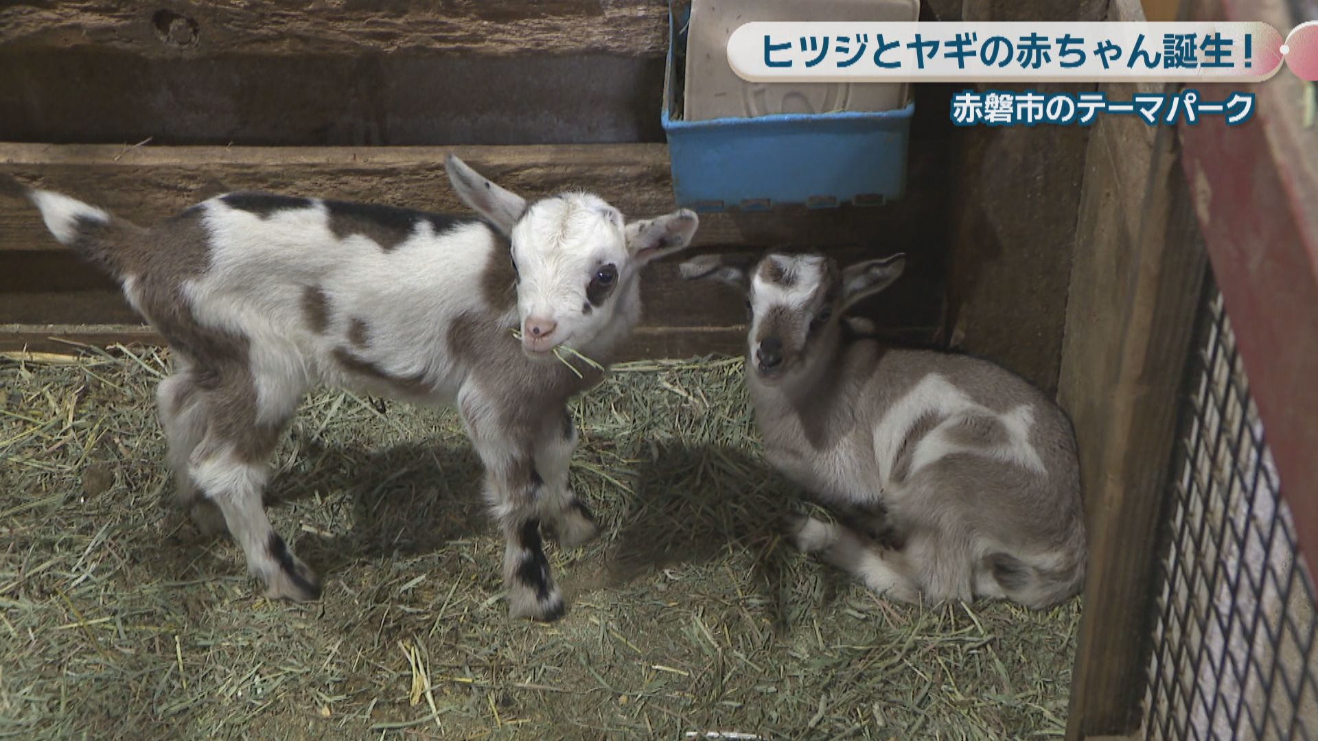 ドイツの森でベビーラッシュ ヒツジとヤギの赤ちゃん誕生 岡山・赤磐市 