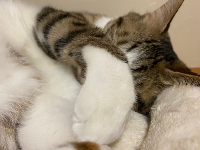 たまらニャいジャッキーの寝姿