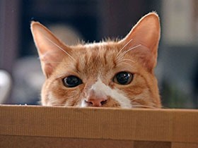 もらい手募集のチラシ制作がきっかけ　子猫2匹を家に引き取った