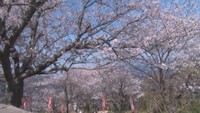 伊吹島の波切不動尊で桜まつり　見頃の桜と瀬戸内海に癒やされる　香川・観音寺市