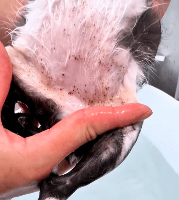 黒い点々がノミのフン 画像提供：かごねこ
