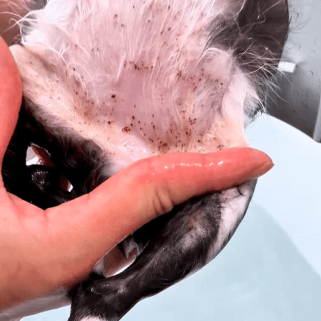 黒い点々がノミのフン 画像提供：かごねこ