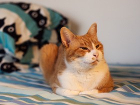 家猫として安定してきた元野良猫「はち」　唯一残った困りごとは“かみ癖”だった