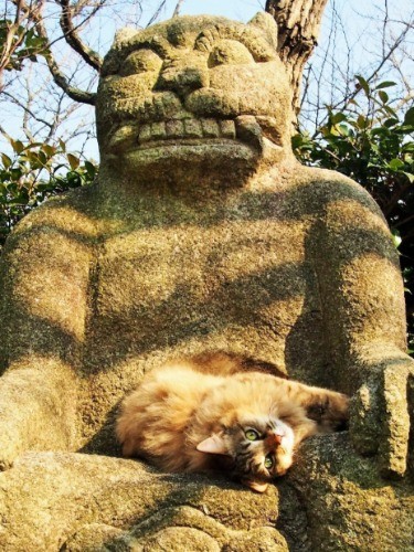 此木作品の「猫椅子」で寝転がるモモは、５年前に持ち込まれた捨て猫。