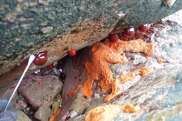磯辺で採集している様子（「アクアワールド茨城県大洗水族館」提供）