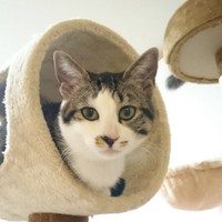 キャットタワーを楽しむ姿