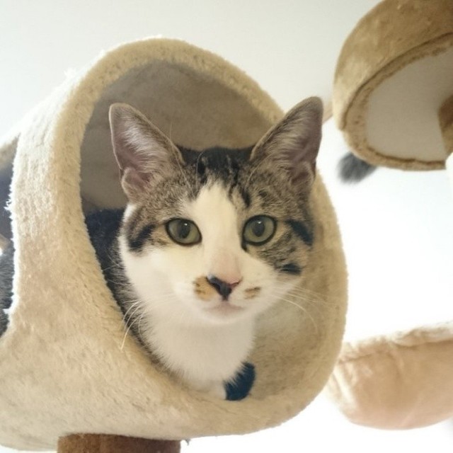 キャットタワーを楽しむ姿