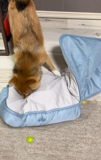 ん？？？（飼い主さん提供、Instagramよりキャプチャ撮影）