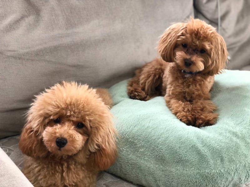 お互い、いい相棒に出会えてよかった（飼い主さん提供）