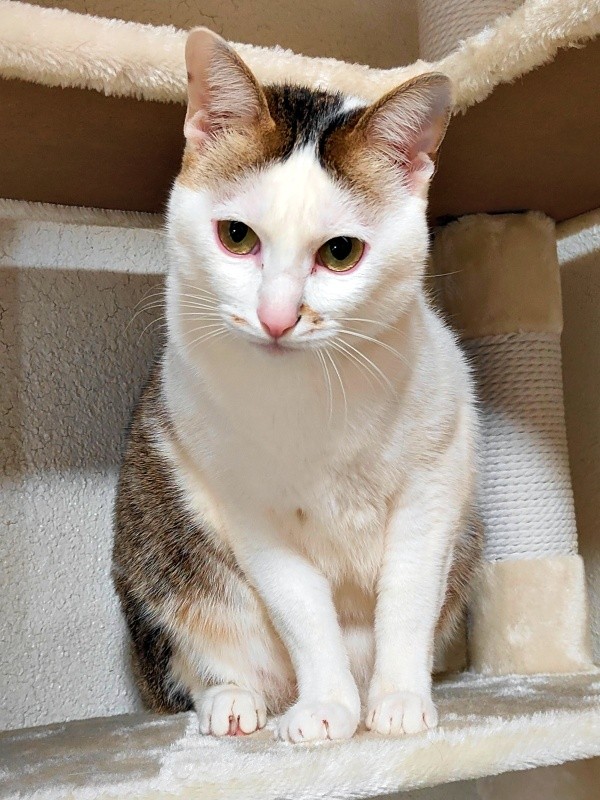 2025年9月、キャットタワーにのぼるマルちゃん（画像提供：越南猫の日本暮らしさん）