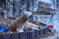 落ち葉まとって＝2025年12月撮影