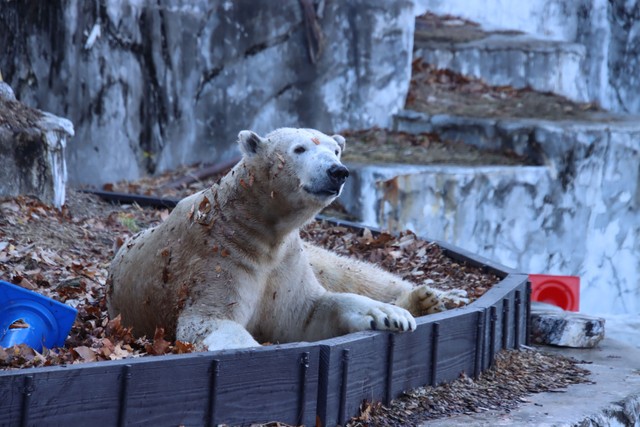 落ち葉まとって＝2025年12月撮影