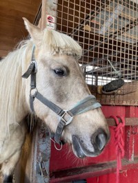 かなりの毛量だ