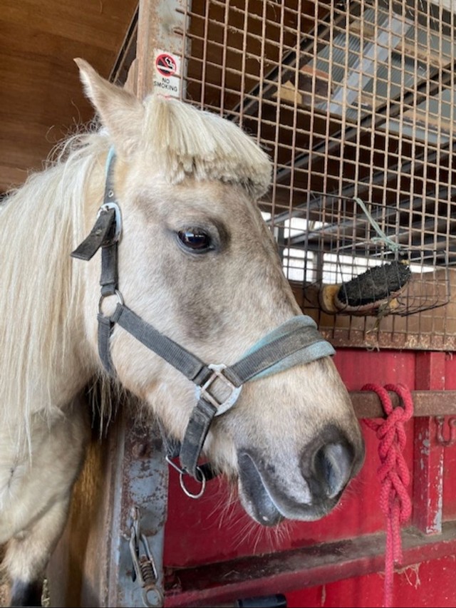 かなりの毛量だ