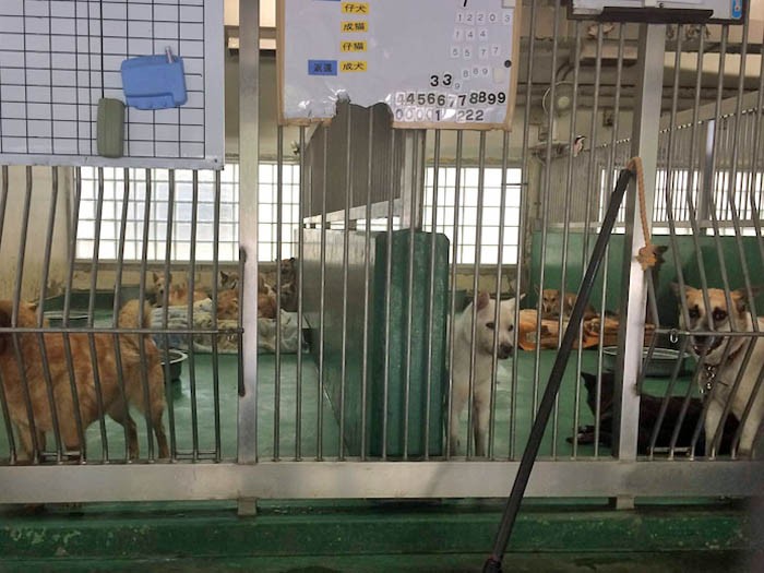 行政施設に収容された犬たち