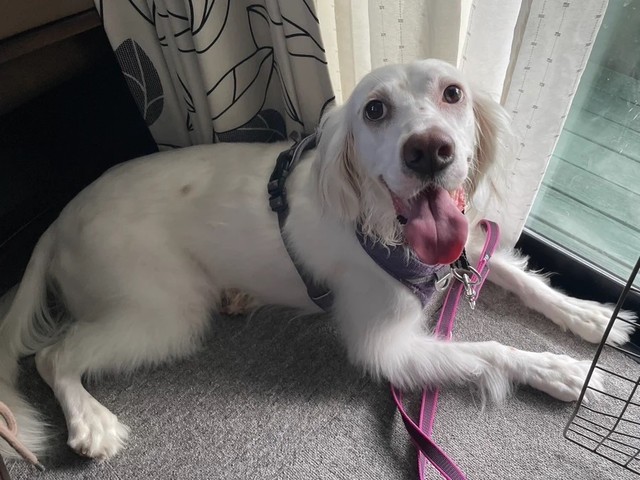 ホラー映画のワンシーンみたいな姿で眠っていた元保護犬、イングリッシュセッターの女の子、麦ちゃん。普段はこんなに可愛いワンコなんです（画像提供：みのかさ さん @inekaratukutta）