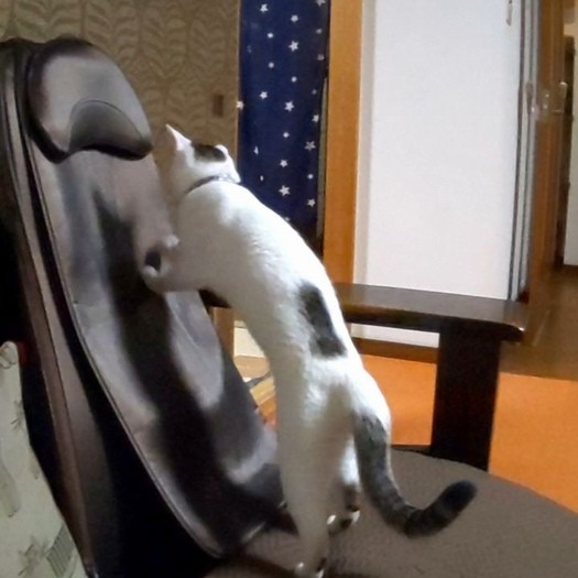 マッサージ機のもみ玉をカキカキ