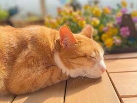 あたたかくて気持ちいいにゃ～　ベランダでひなたぼっこをする、茶白猫「つぶまる」