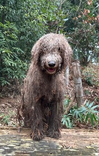 のっしのっしと歩いてくる＝大型犬カフェGRAND MOU《ぐらんむー》さん（@GrandMou_）提供
