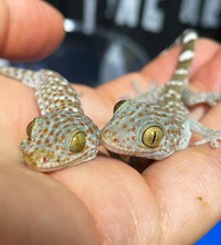 ご家族みんなで爬虫類のお世話をしています。こちらはトッケイヤモリの赤ちゃん（提供：なちゅ麻呂の裏方さん）