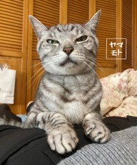 19歳だけど、頑張っているにゃ＝ヤマモトさんさん（@Yamamoto_1112_）提供