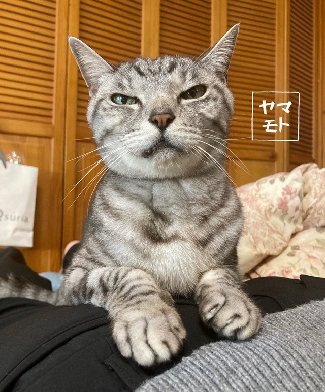19歳だけど、頑張っているにゃ＝ヤマモトさんさん（@Yamamoto_1112_）提供