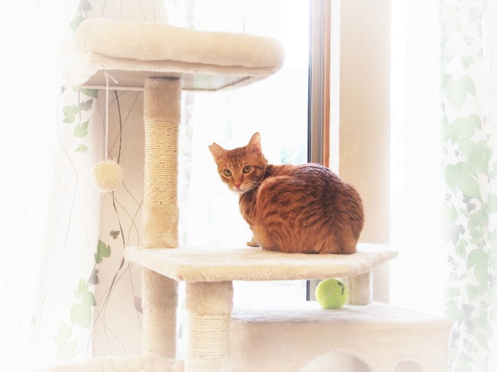 「ボクのアルバムには、食いしん坊なので肥満に注意とも書かれているんだ……」