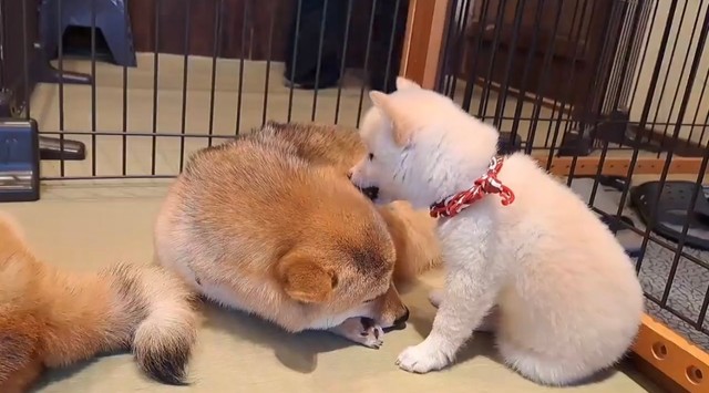 ほたてちゃんにとても懐かれるうなぎちゃん（提供：鎌倉乃豆柴カフェさん）