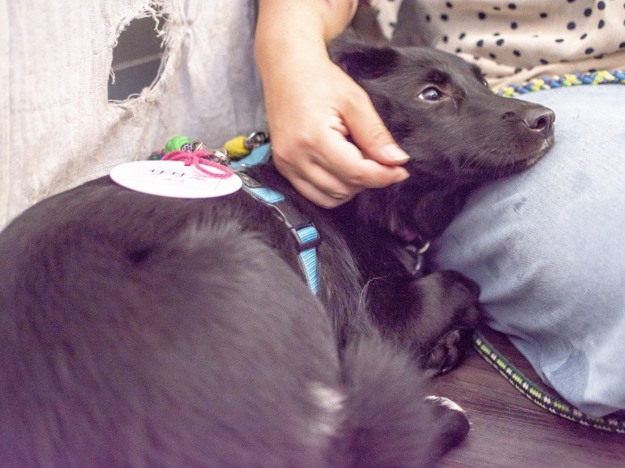 筆者も実は預りボランティアを考えたこともありますが、環境的に無理なこと以外に、一度預かった犬との別れがつらすぎて無理かも、と思っています。その意味で、預りさんはすごい。保護犬たちの再出発を作り上げるある意味プロだなと思います。photo by ムロヒロミ