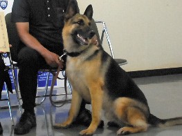 定年の麻薬探知犬に感謝状　引き取られ、第二の「人生」へ