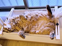 窓辺でへそ天になってくつろぐコン太くん（画像提供：とりねゆこさん）