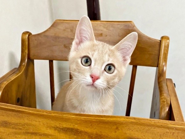 保護から3カ月、すくすくと成長したきなこくん（画像提供：まっちゃさん）