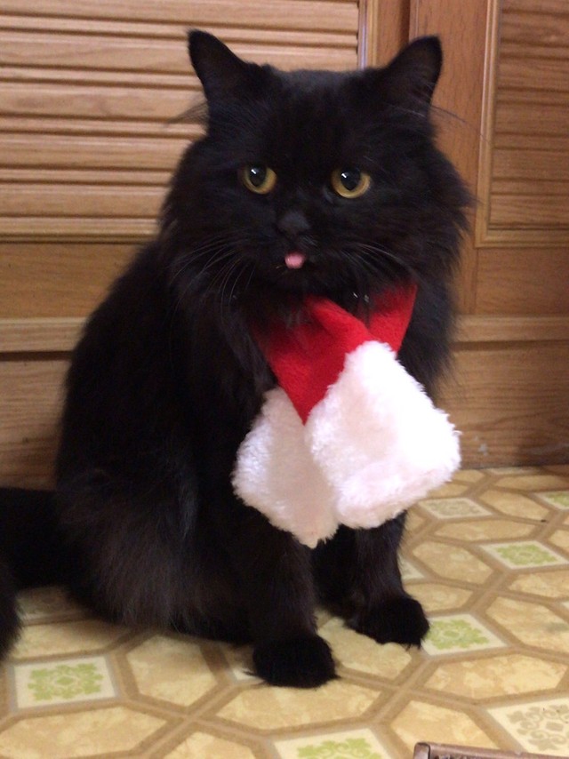 黒猫だから赤がお似合い