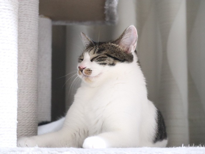 キャットタワーで気持ち良さそうなお顔のすず（石川さん提供）