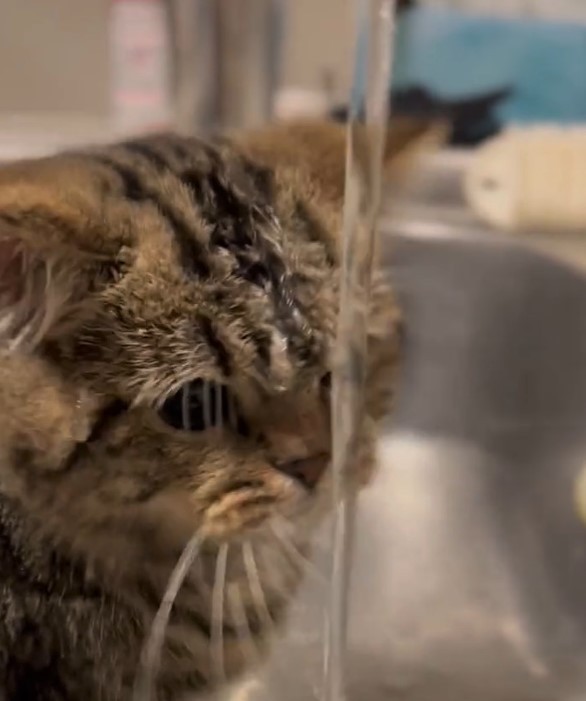 おでこがびっしょりになった子猫のチョパえもんくん（飼い主さん提供、Twitterよりキャプチャ撮影）