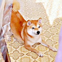 甘えたい気持ちを落ち着かせるように伏せをするようこちゃん（画像提供：シバシバお豆さん）