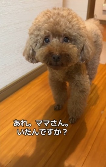 寝室まできちゃった！解りやすい仮病…かわいすぎる♡（飼い主さん提供、Instagramよりキャプチャ撮影）