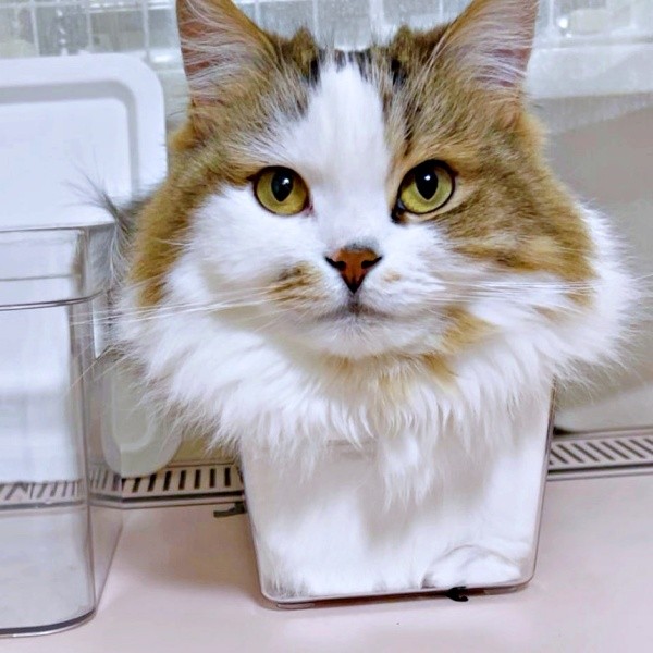 縮尺どうなってるの！？ 箱におさまってくつろぐこむぎくん（画像提供：なごみ処 あずきち＆こむぎさん）