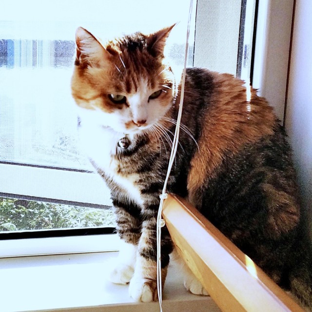 窓辺でくつろぐ福ちゃん（画像提供：こにゃんゴーさん）