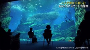 ひとりで静かに夜の水族館を楽しむイベント　仙台うみの杜水族館