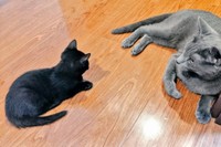 子猫のうにくんと、先住のろきくん（画像提供：ねこのいいなりさん）