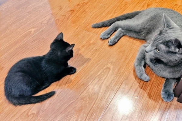 子猫のうにくんと、先住のろきくん（画像提供：ねこのいいなりさん）